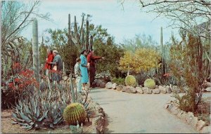 Desert Botanical Garden btwn Tempe & Phoenix Arizona Pine AZ Cancel Postcard H25