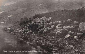 Zakapane Poland Five Polish Ponds Valley Sheep Real Photo Postcard AA41244