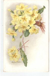 Minifred Walker. Flower Studies Nice vintage English postcard