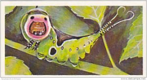 Brooke Bond Vintage Trade Card Wonders Of Wildlife 1976 No 23 Puss Moth Cater...