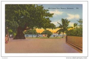 Bahamas , 30-40s   Silk Cotton Tree, NASSAU