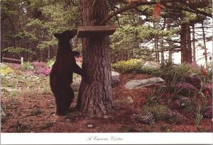 Black Bear in Yard L.A. Bibler Kalispell Montana MT Unused Vintage Postcard D40