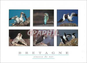 Postcard Modern Britain Seabirds