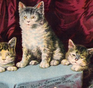 1870s-80s Large Print-Ad Scrap Hood's Sarsaparilla Adorable Kittens Cats #6W