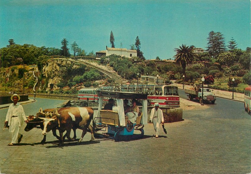 Portugal Postcard Madeira native people bullock cart