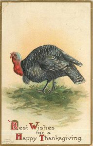 Old Postcard Thanksgiving Turkey Turkey TOP