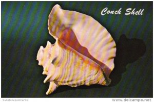 Pink Conch or Queen Conch From Florida