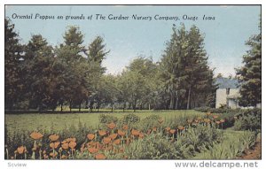 Oriental Poppies on Grounds of the Gardner Nursery Company, Osage, Iowa, 00-10's