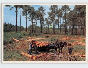 Postcard Attelage de Mules au cœur de la Forêt de Pins, France