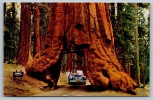 1952  Yosemite National Park  California  Wawona Tunnel Tree    Postcard