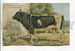 485309 RUSSIAN BUNGART Breton bull Vintage BAGGOVUT postcard