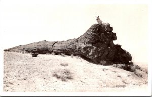 Arizona Petrified Forest National Monument Old Faithful At Entrance Real Photo