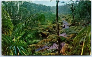 Postcard - Fern Forest, Hawaiian National Forest - Fern Forest, Hawaii