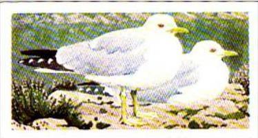 Brooke Bond Tea Trade Card Wild Birds In Britain No 45 Common Gull