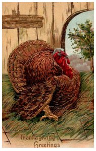 Thanksgiving    Turkey  , Tom