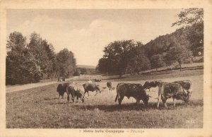 Our beautiful Companion - Pasture cows 1930 postcard France