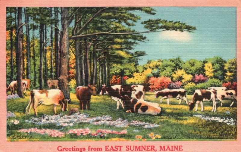 Vintage Postcard 1961 View of Cows Animals Greetings From East Sumner Maine ME