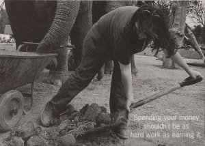 Shovelling Elephant Turds Poos Real Photo Comic Advertising Postcard