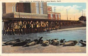 Long Beach California Alamitos Bay Seals Antique Postcard K102027