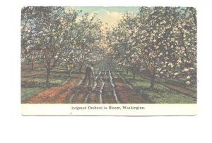 Irrigated Orchard in Bloom, Washington,