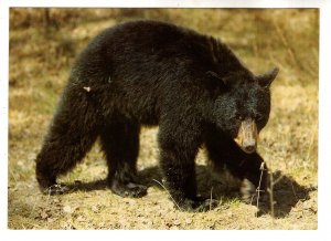 Black Bear, North American Wildlife