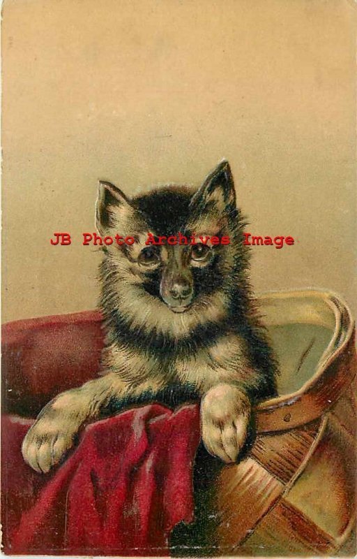 German Shepherd Puppy? in Wicker Basket, 1910 PM, Otto Schloss 