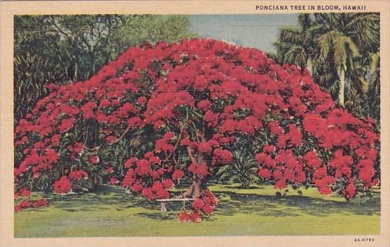 Hawaii Honolulu Ponciana Tree In Bloom