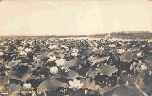 Lotus Beds Grass Lake Fox Lake Illinois 1912 RPPC Real Photo postcard