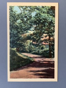 Forest Scene Linen Postcard A1153093239