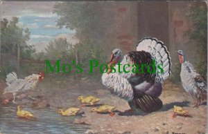 Animals Postcard - Birds - Turkeys / Chickens / Chicks RS29113