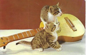 Two kittens, guitar lovers Modern Spanish photo postcard 1970s