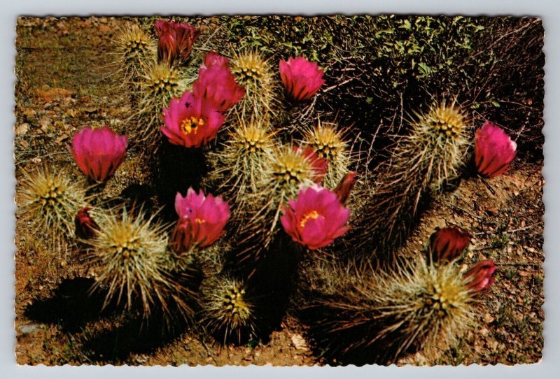 Strawberry Hedgehog Cactus Williams Air Force Base Posted 1973 Arizona Postcard