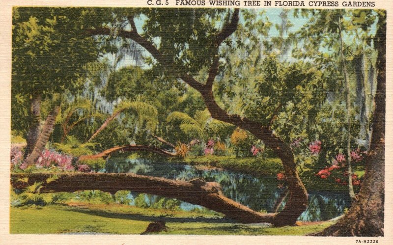 Vintage Postcard 1945 Famous Wishing Tree Waterfront Tree Florida Cypress Garden 