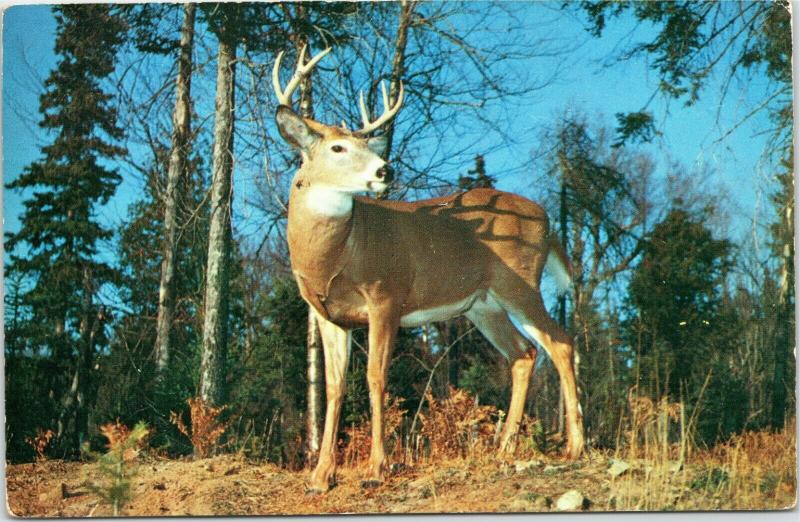 Red Deer in Algonquin Provincial Park Ontario Canada