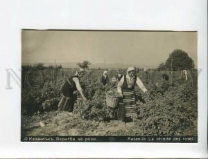 3173317 BULGARIA KAZANLIK harvesting roses Vintage postcard