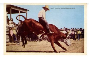 Cowboy Riding Brahma Steer