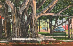 Vintage Postcard 1949 Banyan Park Giant Tree St. Petersburg Florida FL Nature