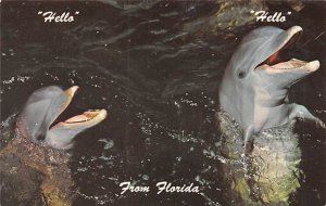 Hello, Dolphins Florida, USA Fish / Sea Mammals Unused 