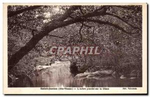 Old Postcard Saint Junien The tree looks at Glane