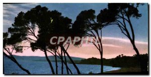 M Sunset through the umbrella pines