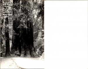 California Redwood (15070
