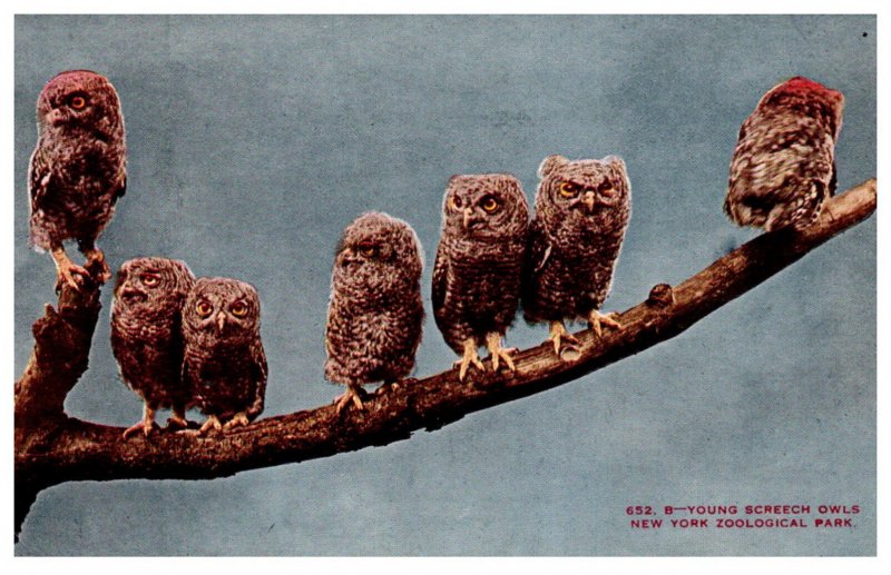 Young Schreech  Owls