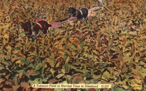 Vintage Postcard A Tobacco Field At Harvest Time In Dixieland Asheville Post