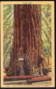 California SANTA CRUZ Giant Tree - 4,500 Years Old, Big Trees LINEN