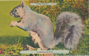 A Nut Cracker NY, Adirondacks, New York - Squirrel - pm 1945 - Linen