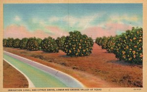 Vintage Postcard Irrigation Canal Citrus Lower Grove Rio Grande Valley Texas TX