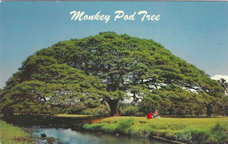 1960's Monkey Pod Tree, Hawaii Nani Lii Chrome Postcard