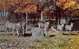 Group of Grants Zebras, Catskill Game Farm Catskill, New York, USA