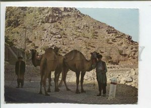 471040 Afghanistan Salang Pass Nomads with a camel Old postcard