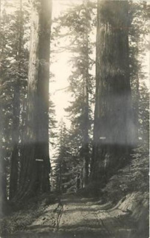 c1920's REDWOODS Pittsburgh New York Big Trees CALIFORNIA RPPC 73 Real Photo